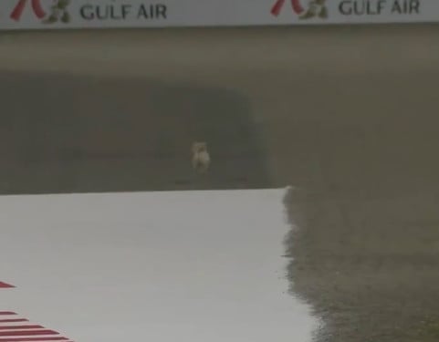 GP Bahrain FP2: cane in pista! Vettel canta, Hamilton teme sia Roscoe VIDEO