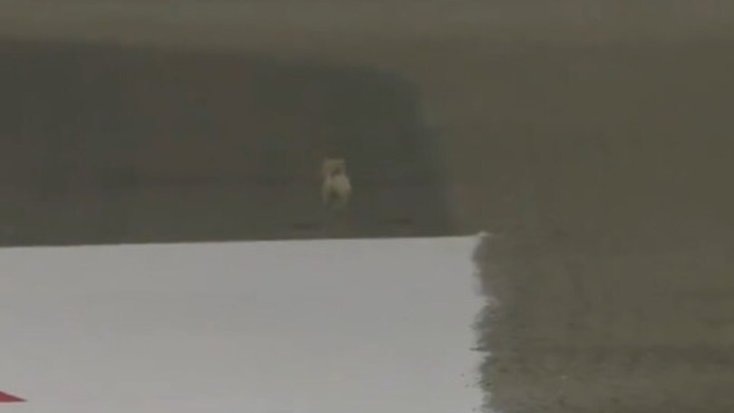 GP Bahrain FP2: cane in pista! Vettel canta, Hamilton teme sia Roscoe VIDEO