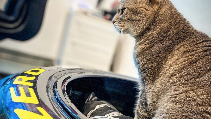 A Imola parte la raccolta fondi per il gattile in memoria di Formulino