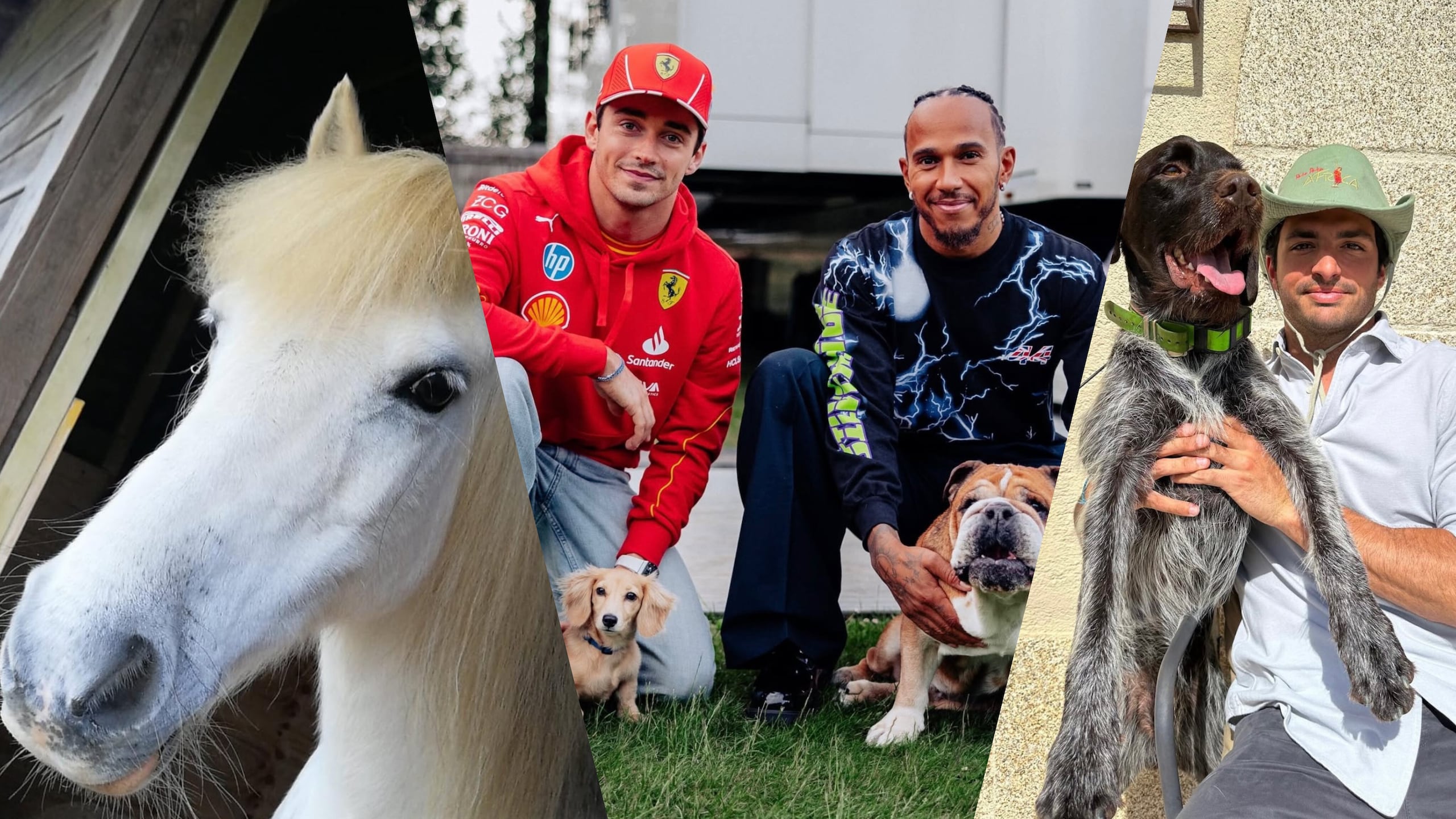 Tra gare e coccole: gli animali domestici dei piloti di F1