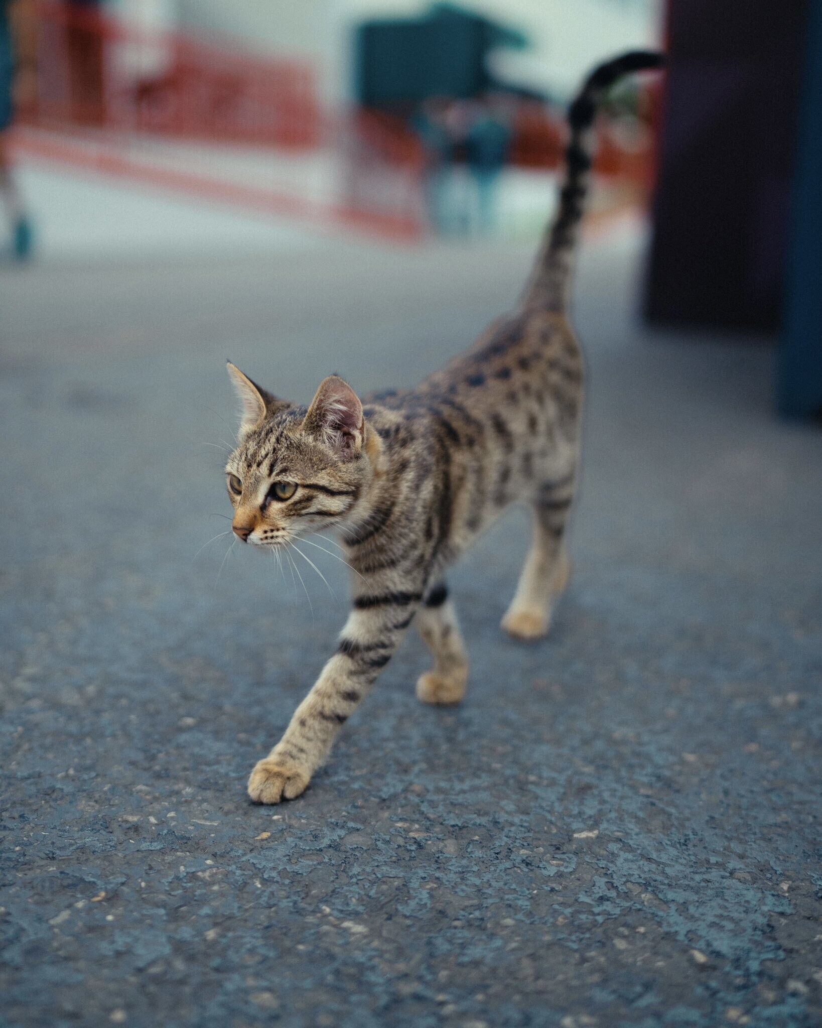 Non solo piloti: a Baku il protagonista del paddock è un gattino