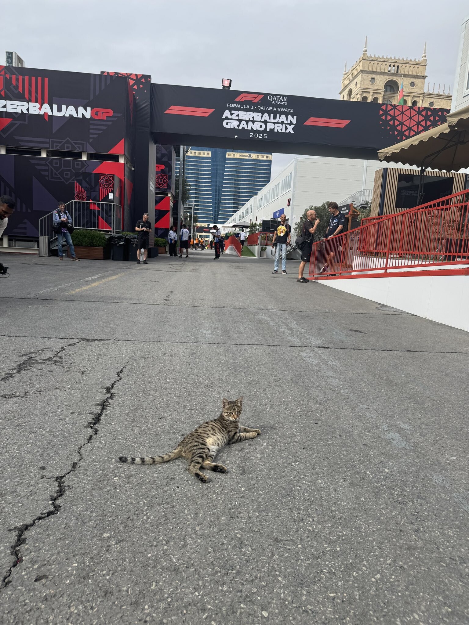 Non solo piloti: a Baku il protagonista del paddock è un gattino
