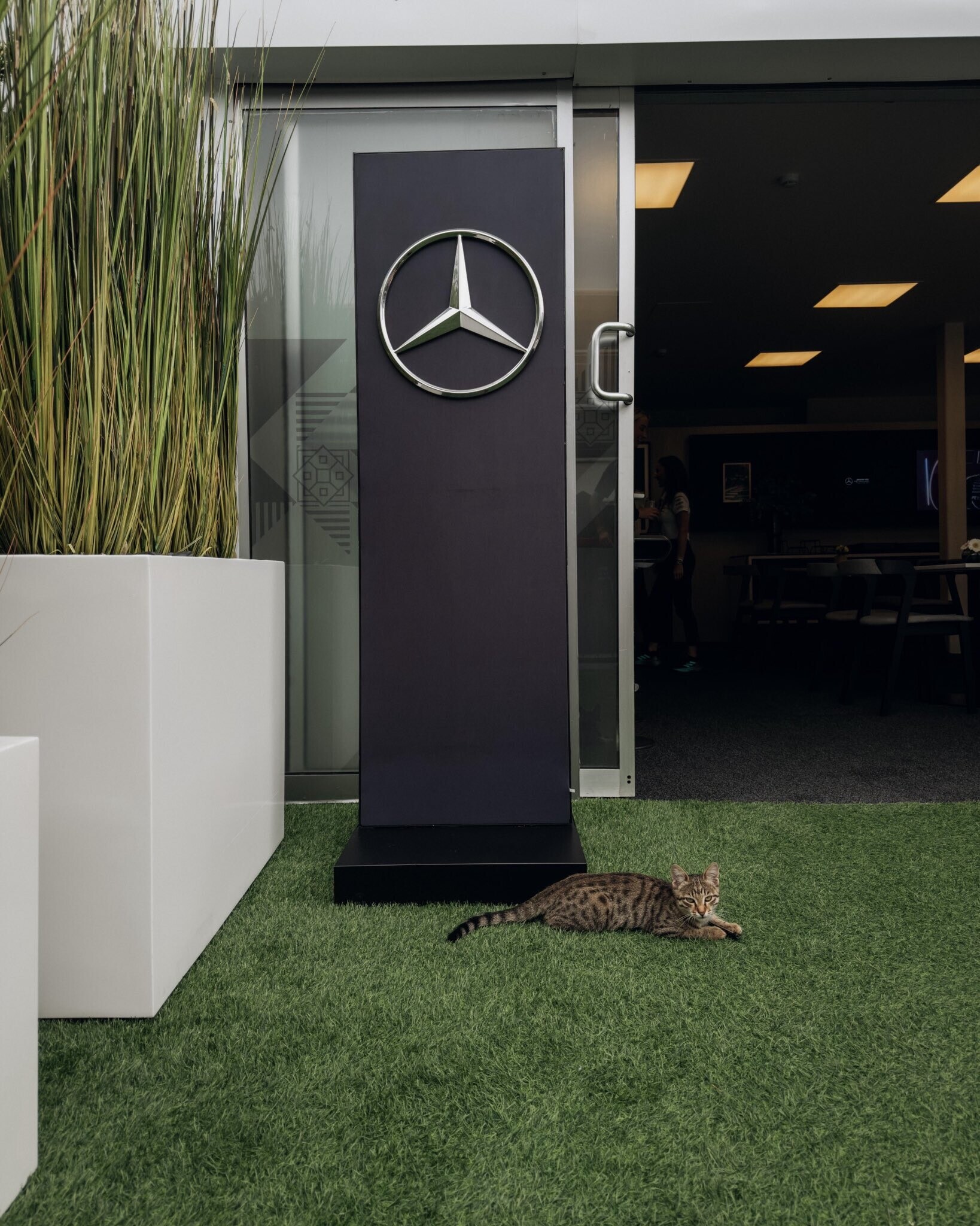 Non solo piloti: a Baku il protagonista del paddock è un gattino