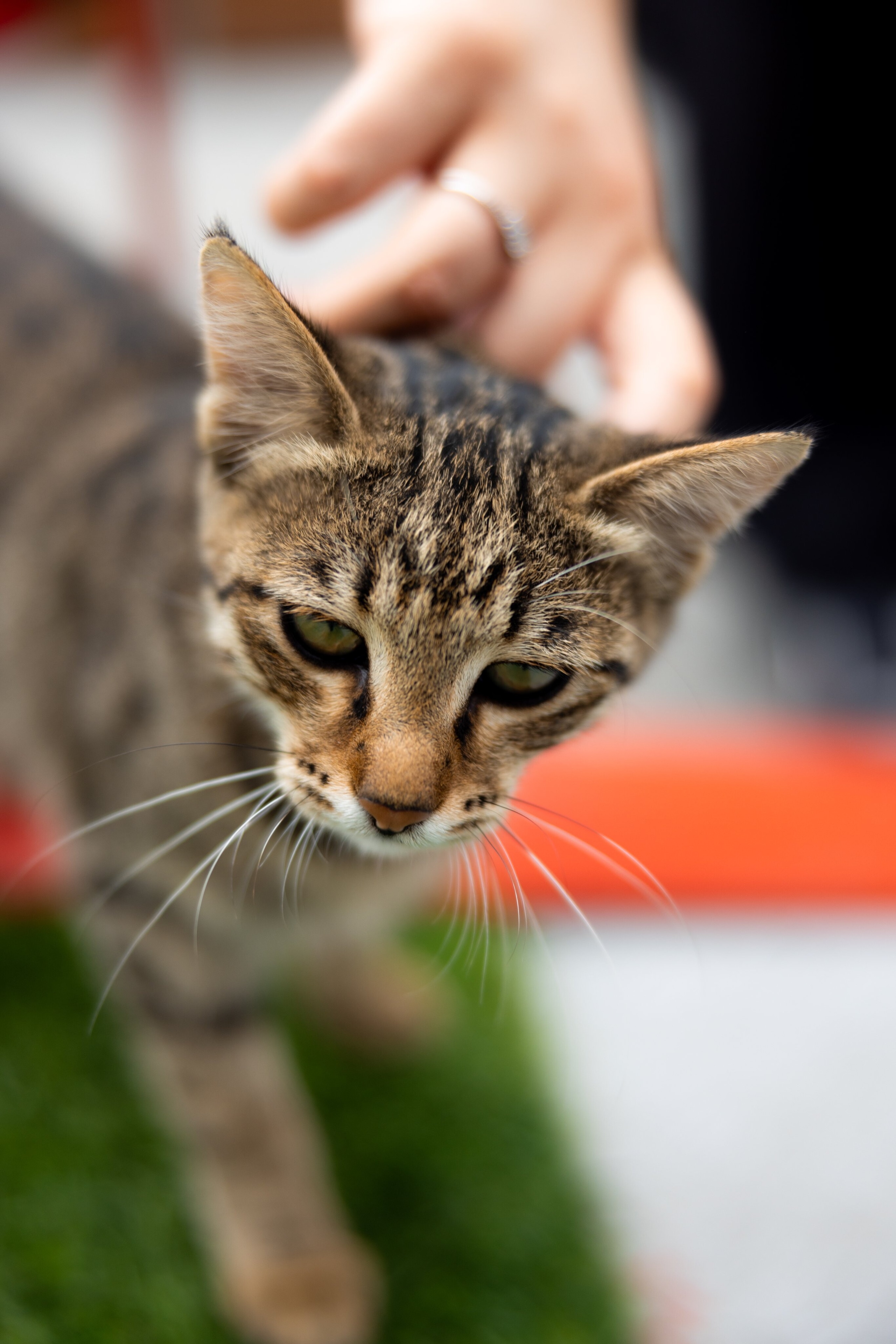 Non solo piloti: a Baku il protagonista del paddock è un gattino