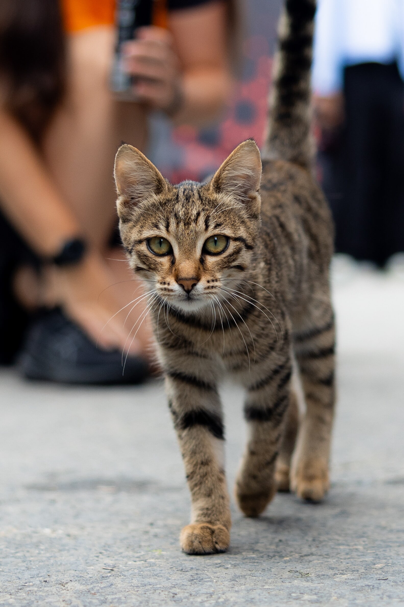 Non solo piloti: a Baku il protagonista del paddock è un gattino