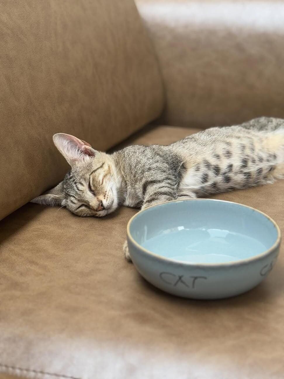 Non solo piloti: a Baku il protagonista del paddock è un gattino