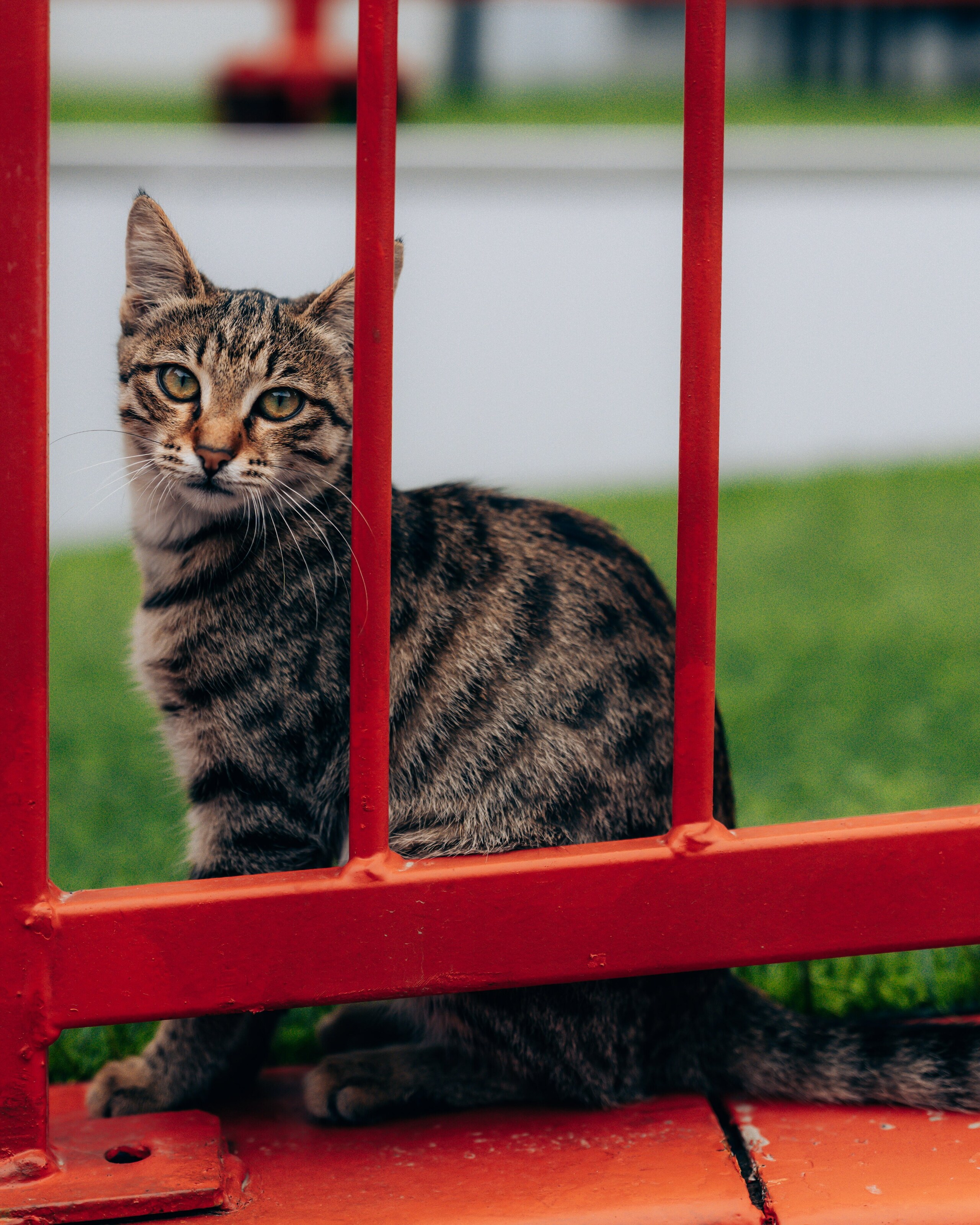 Non solo piloti: a Baku il protagonista del paddock è un gattino