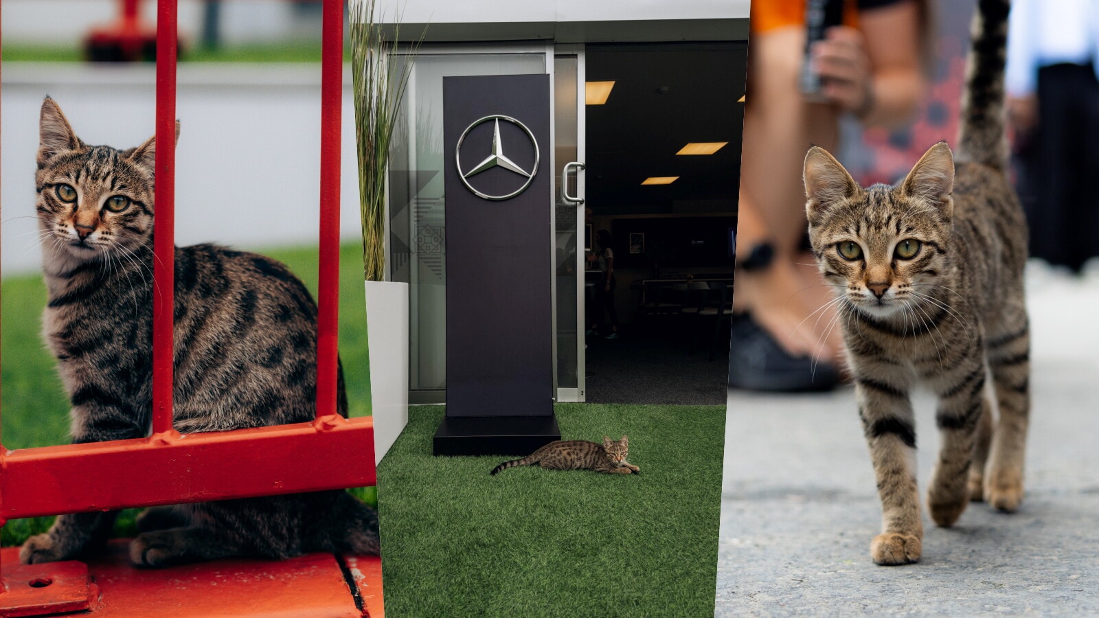 Non solo piloti: a Baku il protagonista del paddock è un gattino