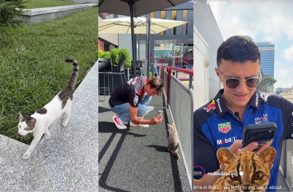 La Formula 1 impazzisce per i gatti di Baku