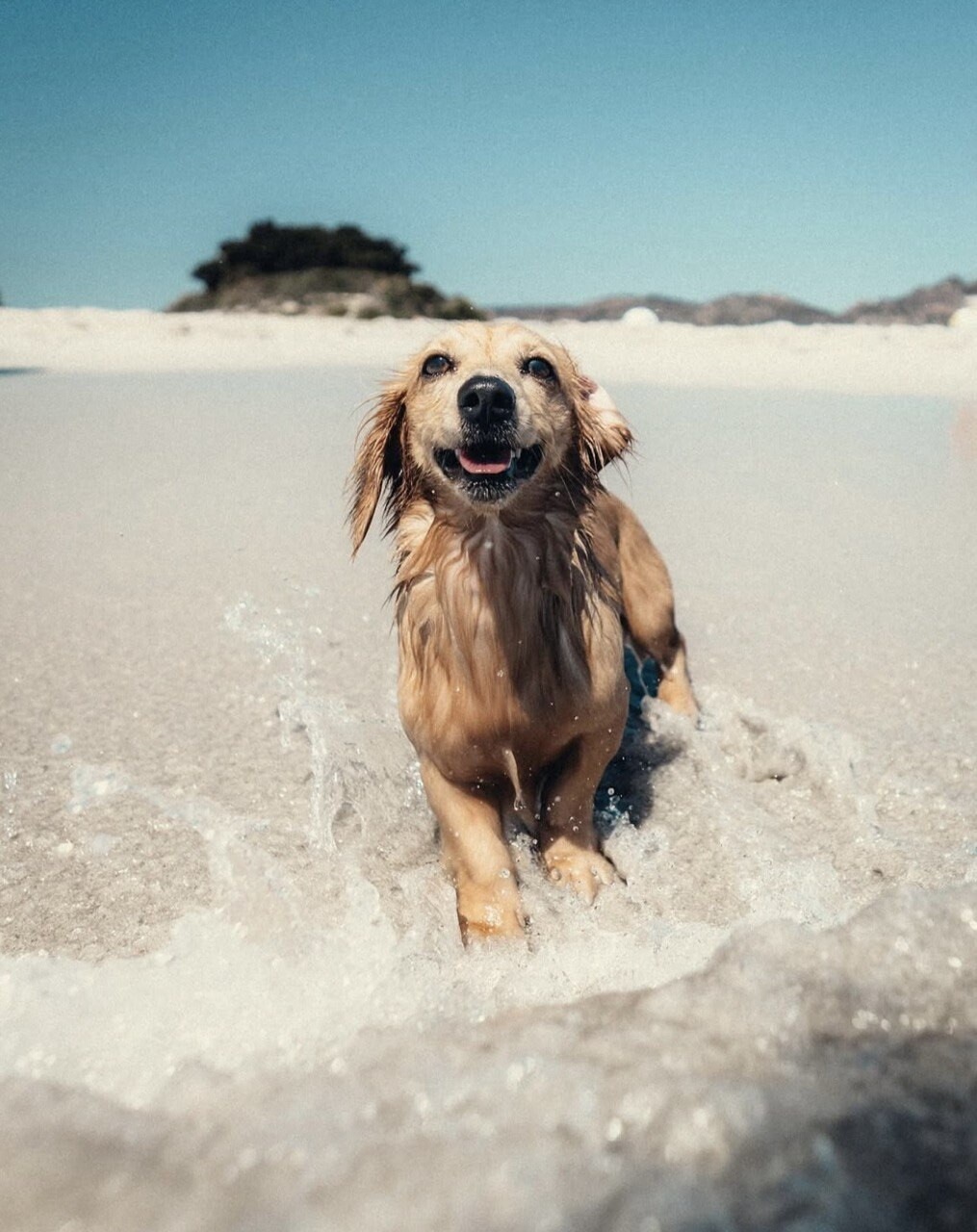 Tra gare e coccole: gli animali domestici dei piloti di F1