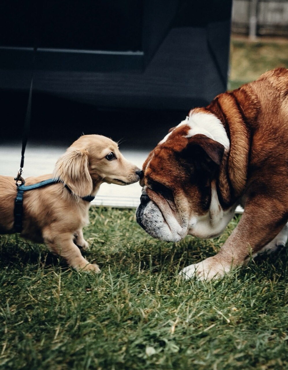 Tra gare e coccole: gli animali domestici dei piloti di F1