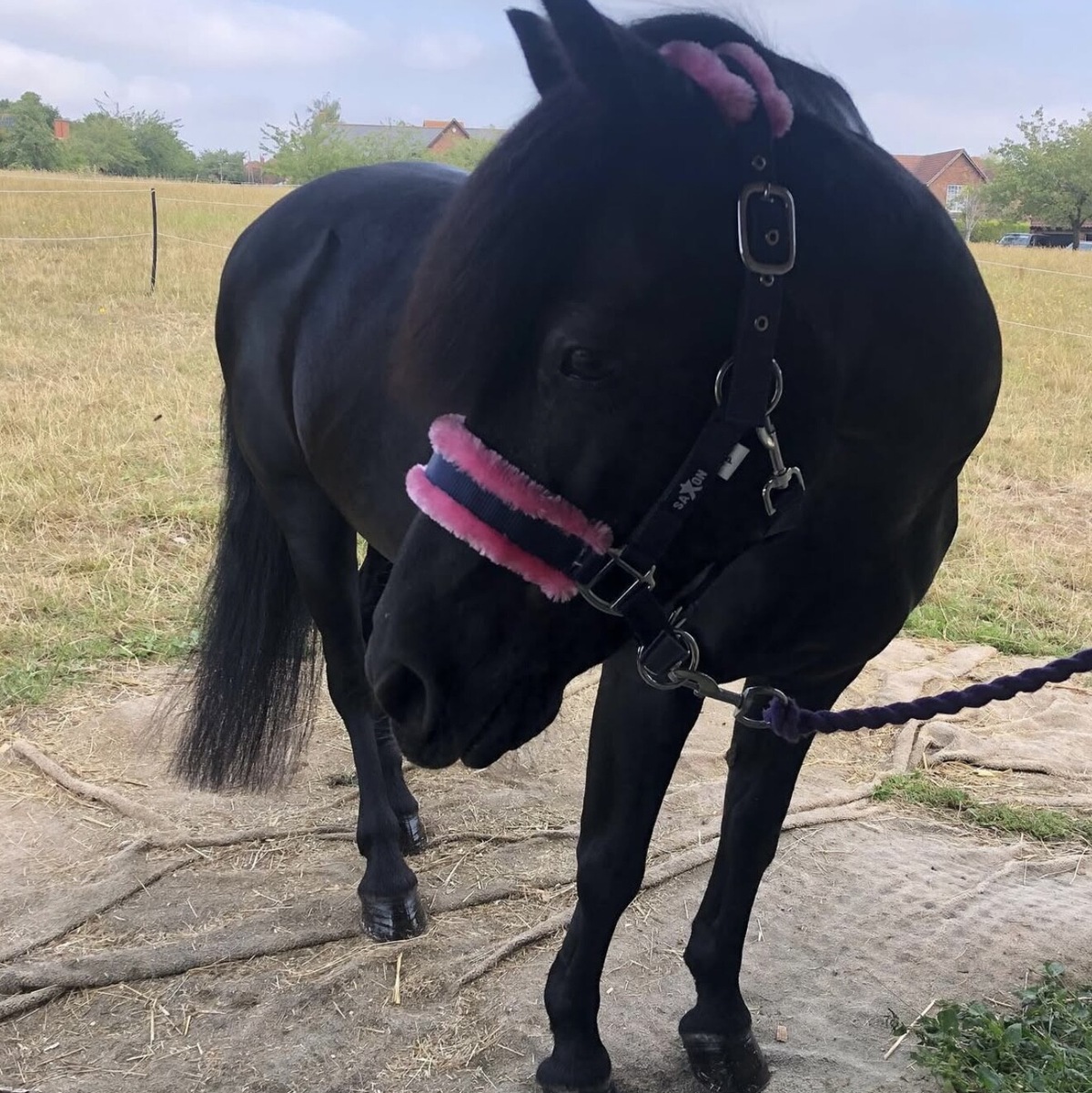 Tra gare e coccole: gli animali domestici dei piloti di F1