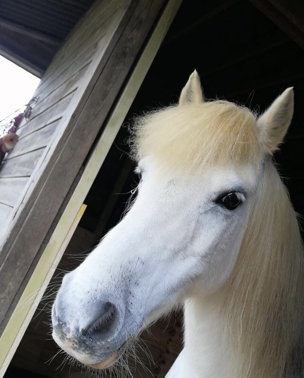 Tra gare e coccole: gli animali domestici dei piloti di F1