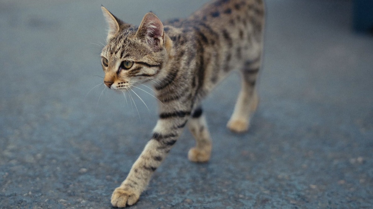 Il gattino-star del GP di Baku: social impazziti e Albon pronto ad adottarlo