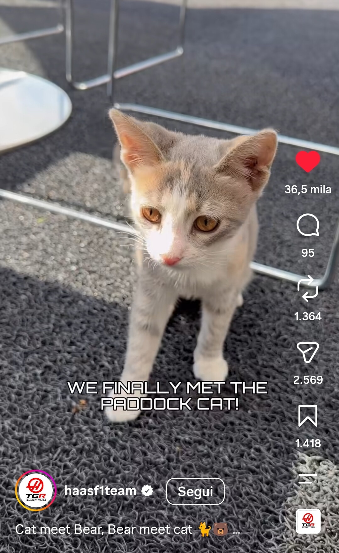 La Formula 1 impazzisce per i gatti di Baku