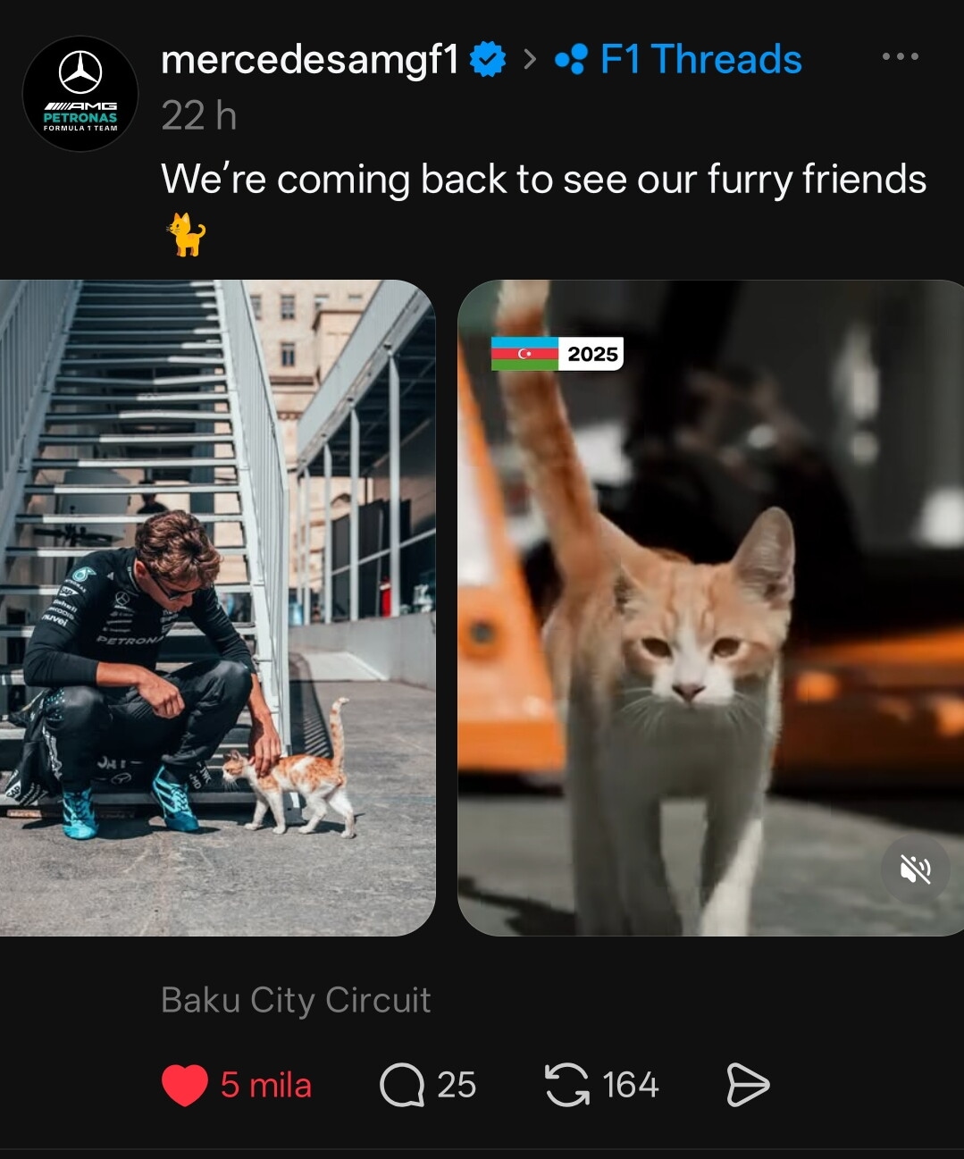 La Formula 1 impazzisce per i gatti di Baku