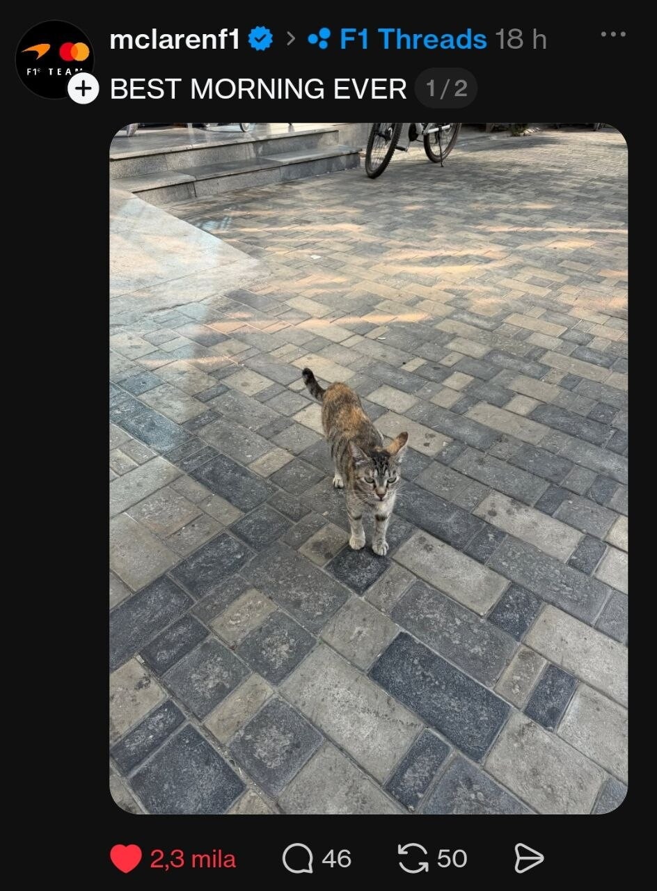 La Formula 1 impazzisce per i gatti di Baku