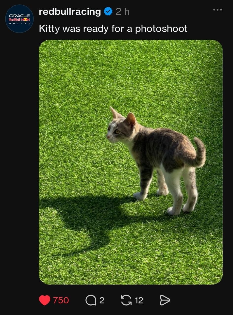La Formula 1 impazzisce per i gatti di Baku