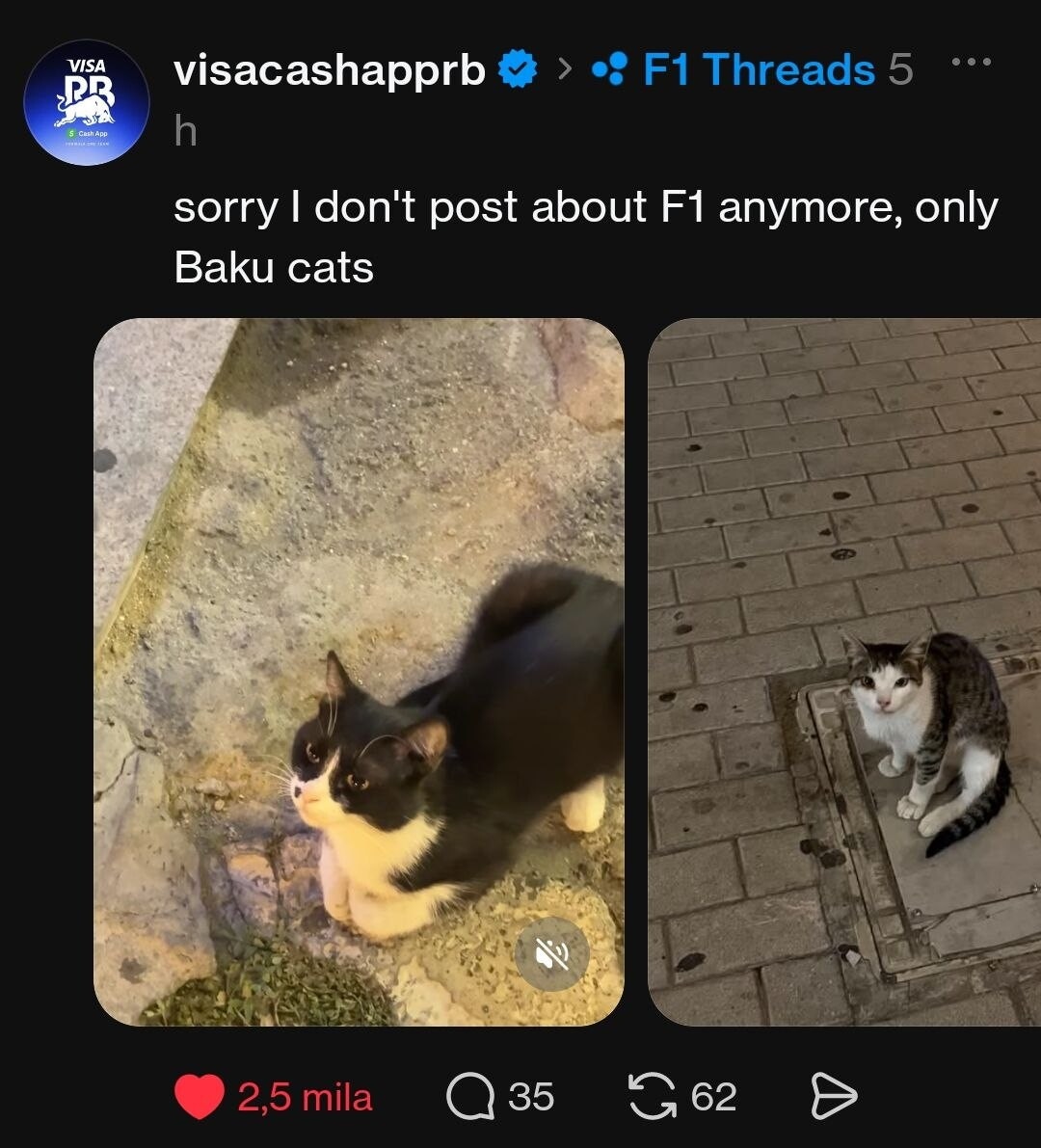 La Formula 1 impazzisce per i gatti di Baku