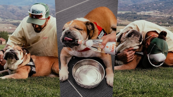 Roscoe non ce l’ha fatta: Hamilton perde il suo compagno a quattro zampe